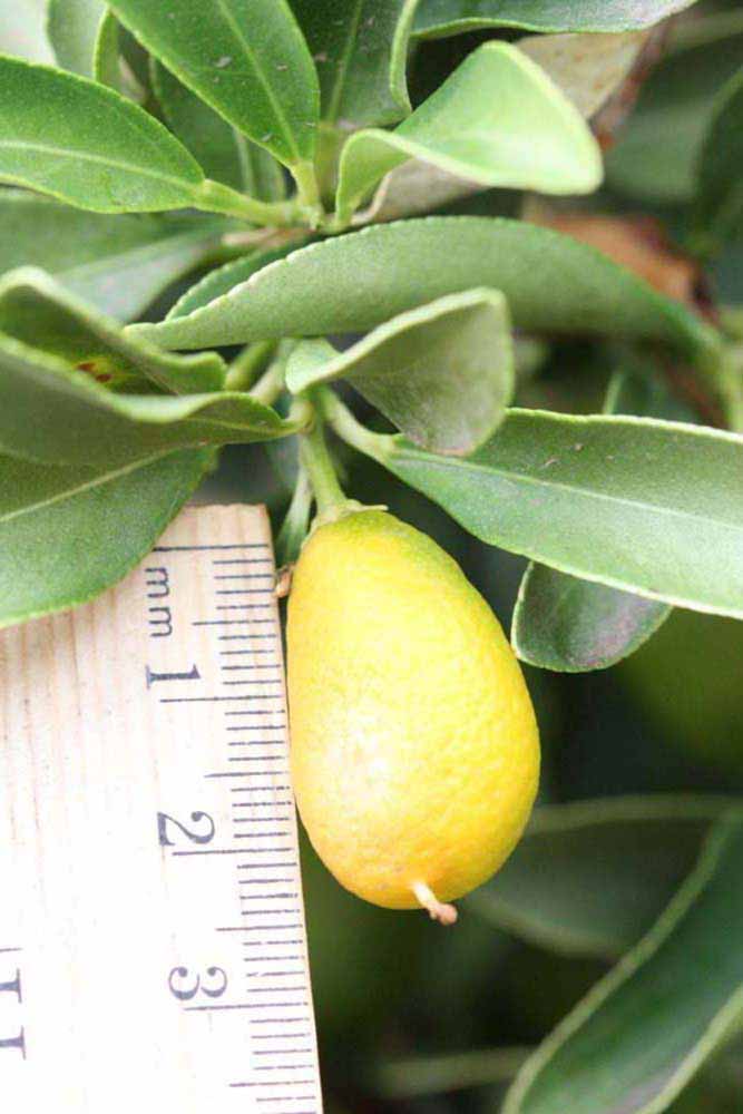            Fruit (Riverside, CA)   